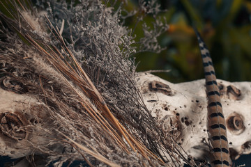 still life close up with feather and bunch of leaves