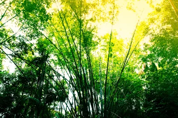 Crédence de cuisine en verre imprimé Bambou Bamboo forest