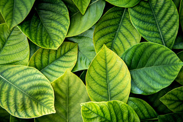 Fototapety  the  Fresh tropical Green leaves background