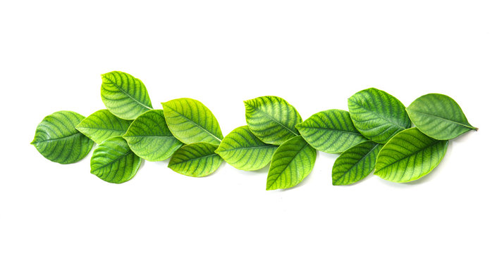 Fototapeta decoration of the tropical green leaf as frame border on white background