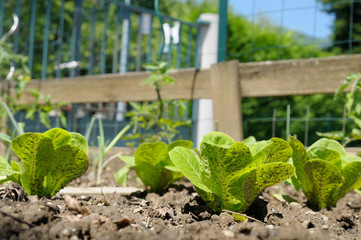 soyez écolo, vive l'agriculture biologique !