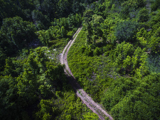 Path in the middle of the forest