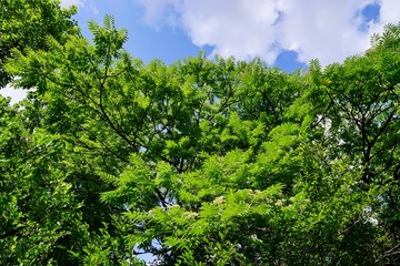 Fototapeta na wymiar 緑の木々