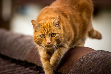 Katzenblick