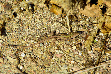 Lizard basking in the rays of the setting sun