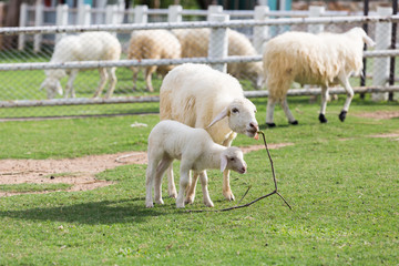 Naklejka premium Sheep eating grass