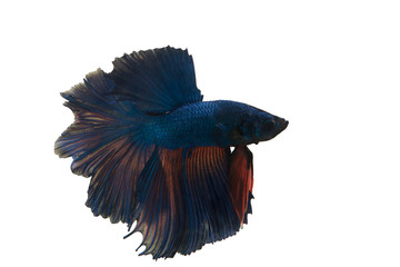 Fighting fish