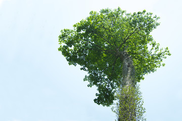 Big tree with fresh green leaves on blue sky