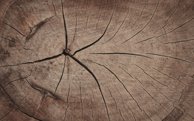 Fototapeta premium Wood texture.