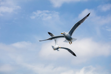 Seagull in flight