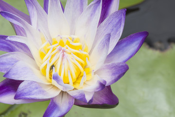 Blossom lotus.