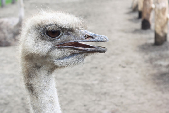 The head of ostrich look at camera