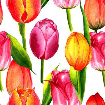 Wildflower Tulip Flower Pattern In A Watercolor Style Isolated.