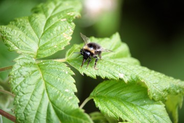 Bombus terrestris