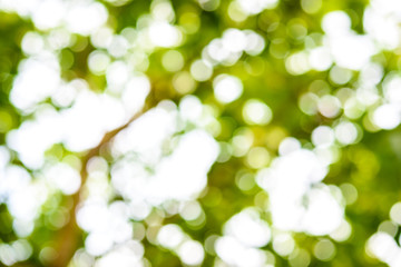 Obraz premium abstract nature background with blurry bokeh defocused lights
