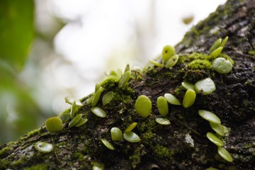 Little green fern growing on the tree with sunshine in the morning