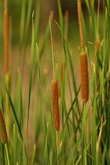 Close up of Red Bulrush