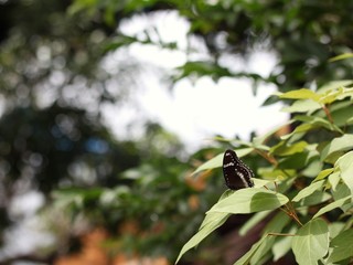 Black butterfly