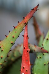 Beautiful colorful flowers of small cactuses