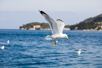Seagull in flight