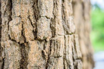 Tree bark texture background.