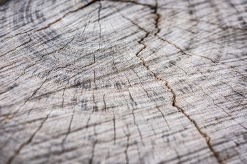 Fototapeta premium old tree stump texture background