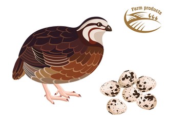 Quail. Farm products. Colored illustration