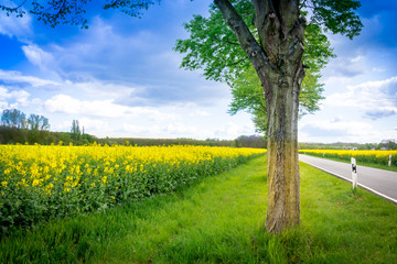Leuchtend gelbes Rapsfeld mit Baumallee und Straße - Rape field