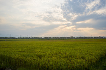 A panorama of rice fields nestled in the hills of Vietnam