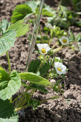 Watering of strawberries in garden.