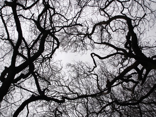 trees black bare winter branches