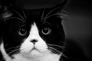 cute cat - black and white animals portraits