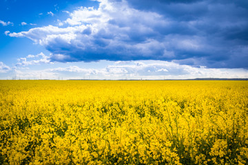 Obraz premium Leuchtend gelbes Rapsfeld mit dramatischem Himmel - Rape field