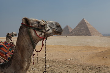 Camel , Egypt