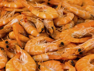 abundance of shrimp, background