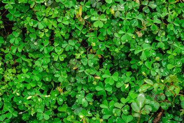 Field of Three leaf clover after the rain