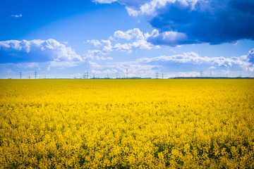 Obraz premium Leuchtend gelbes Rapsfeld mit Hochspannungsmasten im Hintergrund - Rape field
