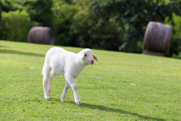 Sheep eating grass