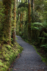 Obraz premium path winding between lush rainforest