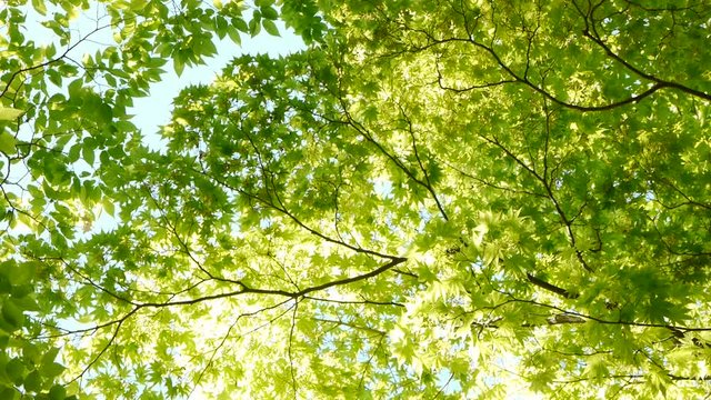 新緑の森　差し込む光を見上げる