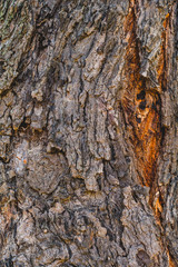 Bark