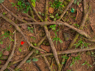 Tree root on the ground with leaves and flower