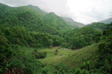 Tropical Mountain Forest in the Doi Phuka, Nan Province, Thailand