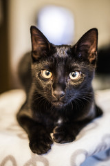 Domestic black cat looking at the photographer