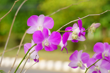 Fototapeta premium orchid