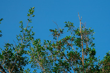 Top of tree on clear blue sky background