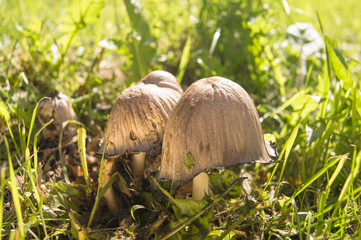 Mushrooms summer nature