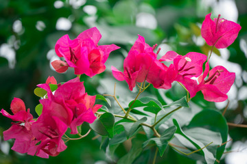 Pink Bougainvillea flowers and leaves in blurry background