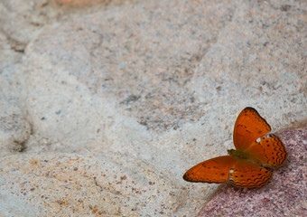 Orange butterfly on stone background