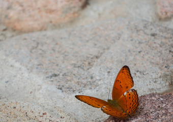 Fototapeta na wymiar closeup orange butterfly